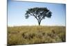 Acacia Tree, Makgadikgadi Pan, Botswana-Paul Souders-Mounted Photographic Print