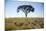 Acacia Tree, Makgadikgadi Pan, Botswana-Paul Souders-Mounted Photographic Print