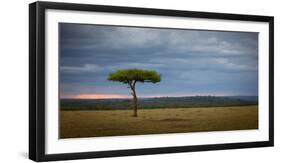 Acacia tree, Masai Mara, Kenya, East Africa, Africa-Karen Deakin-Framed Photographic Print