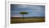 Acacia tree, Masai Mara, Kenya, East Africa, Africa-Karen Deakin-Framed Photographic Print