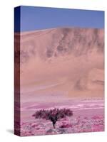 Acacia Tree near a Sand Dune-Michele Westmorland-Stretched Canvas