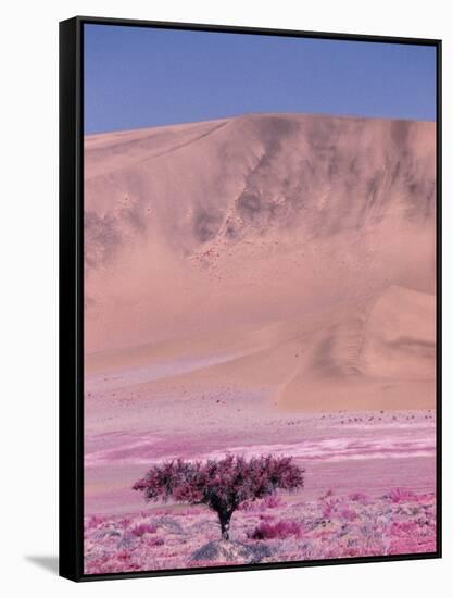 Acacia Tree near a Sand Dune-Michele Westmorland-Framed Stretched Canvas