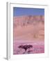 Acacia Tree near a Sand Dune-Michele Westmorland-Framed Photographic Print