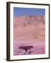 Acacia Tree near a Sand Dune-Michele Westmorland-Framed Photographic Print