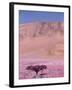 Acacia Tree near a Sand Dune-Michele Westmorland-Framed Photographic Print