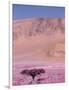 Acacia Tree near a Sand Dune-Michele Westmorland-Framed Photographic Print