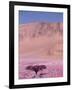 Acacia Tree near a Sand Dune-Michele Westmorland-Framed Photographic Print