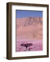 Acacia Tree near a Sand Dune-Michele Westmorland-Framed Photographic Print