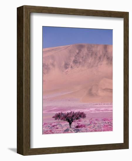 Acacia Tree near a Sand Dune-Michele Westmorland-Framed Photographic Print