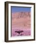 Acacia Tree near a Sand Dune-Michele Westmorland-Framed Photographic Print