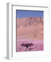 Acacia Tree near a Sand Dune-Michele Westmorland-Framed Photographic Print