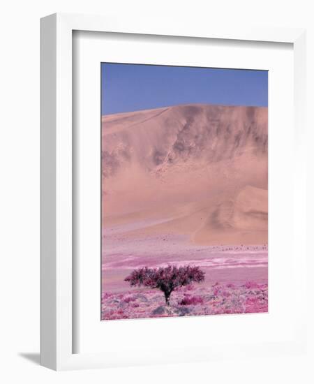 Acacia Tree near a Sand Dune-Michele Westmorland-Framed Photographic Print