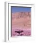 Acacia Tree near a Sand Dune-Michele Westmorland-Framed Photographic Print