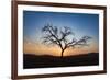 Acacia Tree Near Dune 45 in the Namib Desert at Sunset, Sossusvlei, Namin-Naukluft Park-Alex Treadway-Framed Photographic Print