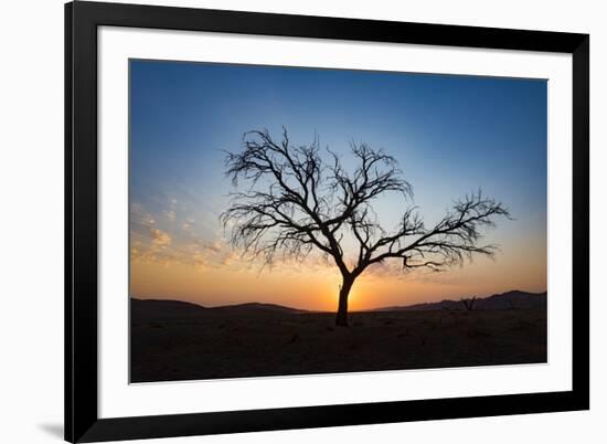 Acacia Tree Near Dune 45 in the Namib Desert at Sunset, Sossusvlei, Namin-Naukluft Park-Alex Treadway-Framed Photographic Print