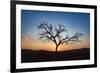 Acacia Tree Near Dune 45 in the Namib Desert at Sunset, Sossusvlei, Namin-Naukluft Park-Alex Treadway-Framed Photographic Print