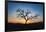 Acacia Tree Near Dune 45 in the Namib Desert at Sunset, Sossusvlei, Namin-Naukluft Park-Alex Treadway-Framed Photographic Print