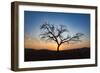 Acacia Tree Near Dune 45 in the Namib Desert at Sunset, Sossusvlei, Namin-Naukluft Park-Alex Treadway-Framed Photographic Print