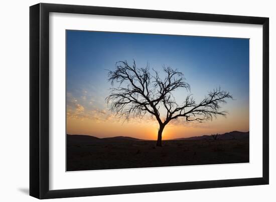 Acacia Tree Near Dune 45 in the Namib Desert at Sunset, Sossusvlei, Namin-Naukluft Park-Alex Treadway-Framed Photographic Print