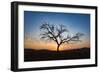 Acacia Tree Near Dune 45 in the Namib Desert at Sunset, Sossusvlei, Namin-Naukluft Park-Alex Treadway-Framed Photographic Print