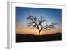 Acacia Tree Near Dune 45 in the Namib Desert at Sunset, Sossusvlei, Namin-Naukluft Park-Alex Treadway-Framed Photographic Print