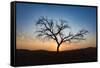 Acacia Tree Near Dune 45 in the Namib Desert at Sunset, Sossusvlei, Namin-Naukluft Park-Alex Treadway-Framed Stretched Canvas