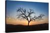 Acacia Tree Near Dune 45 in the Namib Desert at Sunset, Sossusvlei, Namin-Naukluft Park-Alex Treadway-Stretched Canvas