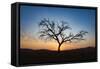 Acacia Tree Near Dune 45 in the Namib Desert at Sunset, Sossusvlei, Namin-Naukluft Park-Alex Treadway-Framed Stretched Canvas