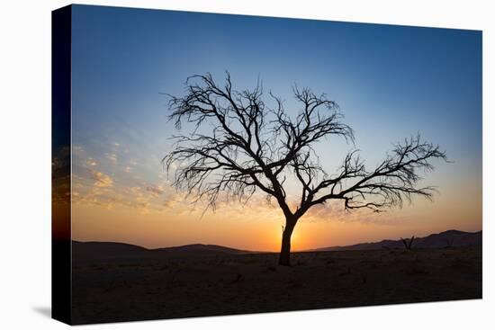 Acacia Tree Near Dune 45 in the Namib Desert at Sunset, Sossusvlei, Namin-Naukluft Park-Alex Treadway-Stretched Canvas