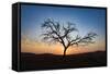 Acacia Tree Near Dune 45 in the Namib Desert at Sunset, Sossusvlei, Namin-Naukluft Park-Alex Treadway-Framed Stretched Canvas