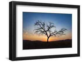 Acacia Tree Near Dune 45 in the Namib Desert at Sunset, Sossusvlei, Namin-Naukluft Park-Alex Treadway-Framed Photographic Print