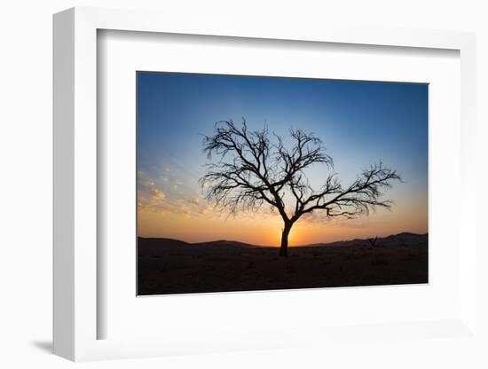 Acacia Tree Near Dune 45 in the Namib Desert at Sunset, Sossusvlei, Namin-Naukluft Park-Alex Treadway-Framed Photographic Print