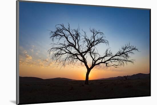 Acacia Tree Near Dune 45 in the Namib Desert at Sunset, Sossusvlei, Namin-Naukluft Park-Alex Treadway-Mounted Photographic Print
