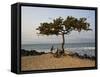 Acacia Tree on the Edge of the City of Sao Tomé, Where Young People Go to Bathe-Camilla Watson-Framed Stretched Canvas