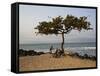 Acacia Tree on the Edge of the City of Sao Tomé, Where Young People Go to Bathe-Camilla Watson-Framed Stretched Canvas