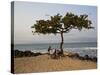 Acacia Tree on the Edge of the City of Sao Tomé, Where Young People Go to Bathe-Camilla Watson-Stretched Canvas