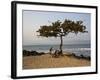 Acacia Tree on the Edge of the City of Sao Tomé, Where Young People Go to Bathe-Camilla Watson-Framed Photographic Print