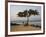 Acacia Tree on the Edge of the City of Sao Tomé, Where Young People Go to Bathe-Camilla Watson-Framed Photographic Print