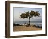 Acacia Tree on the Edge of the City of Sao Tomé, Where Young People Go to Bathe-Camilla Watson-Framed Photographic Print