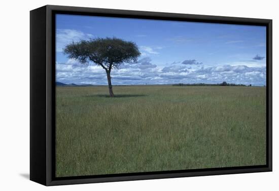 Acacia Tree on the Savanna-DLILLC-Framed Stretched Canvas