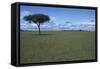 Acacia Tree on the Savanna-DLILLC-Framed Stretched Canvas