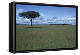 Acacia Tree on the Savanna-DLILLC-Framed Stretched Canvas