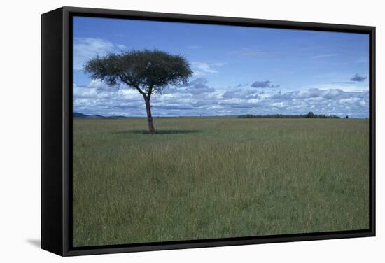 Acacia Tree on the Savanna-DLILLC-Framed Stretched Canvas