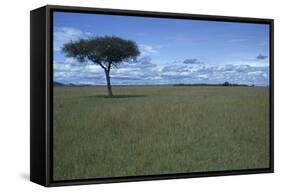 Acacia Tree on the Savanna-DLILLC-Framed Stretched Canvas