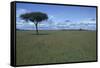 Acacia Tree on the Savanna-DLILLC-Framed Stretched Canvas