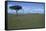 Acacia Tree on the Savanna-DLILLC-Framed Stretched Canvas