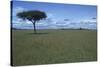 Acacia Tree on the Savanna-DLILLC-Stretched Canvas