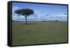 Acacia Tree on the Savanna-DLILLC-Framed Stretched Canvas