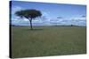 Acacia Tree on the Savanna-DLILLC-Stretched Canvas