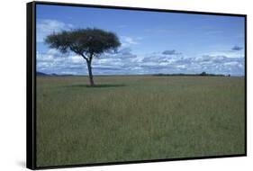 Acacia Tree on the Savanna-DLILLC-Framed Stretched Canvas